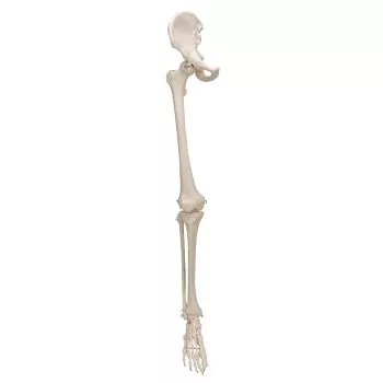 Beinskelett mit Hüftknochen, rechts A36R